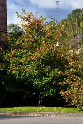 Crataegus crus-galli - hloh kuří noha - celek